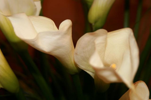Calla lillies