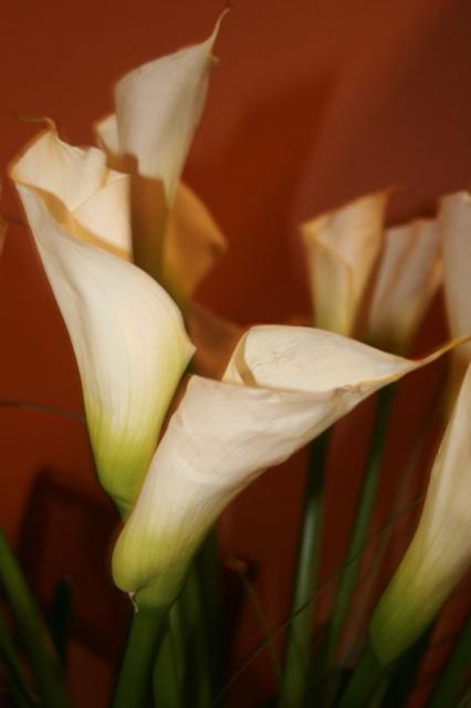 Calla lillies