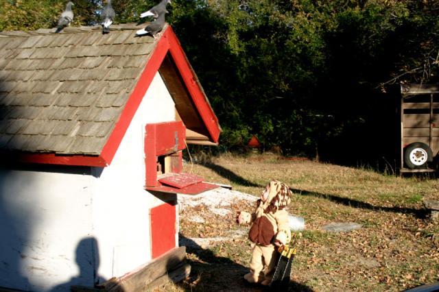 Checking out Granddad's pigeons
