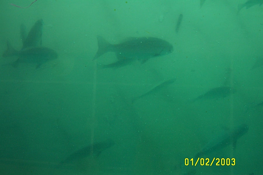 View from the glass bottom boat...