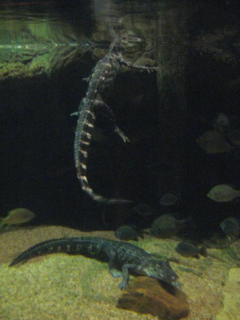 Alligators (not to be confused with elevators, which is pronounced the same by Tyler)