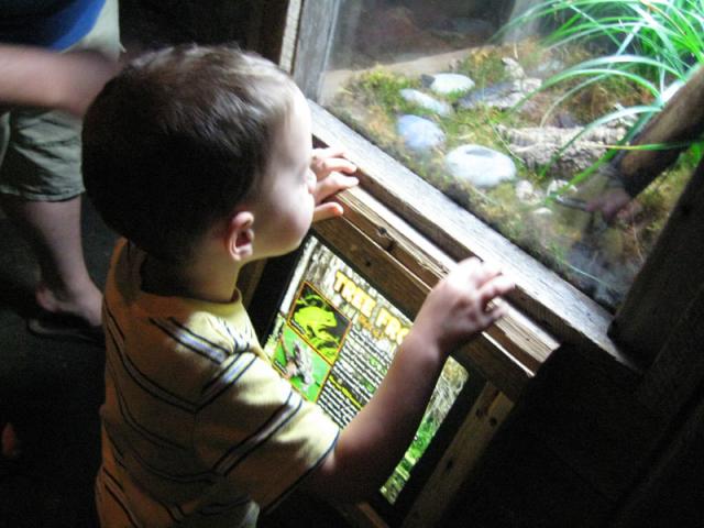 Oohhhh, a tree frog!