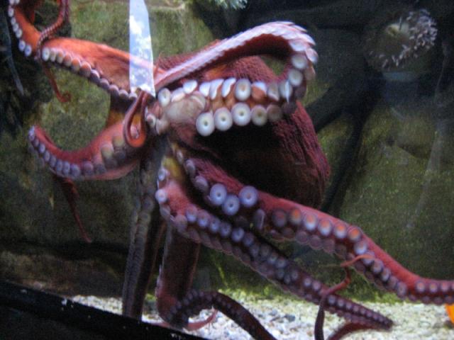 Octopus