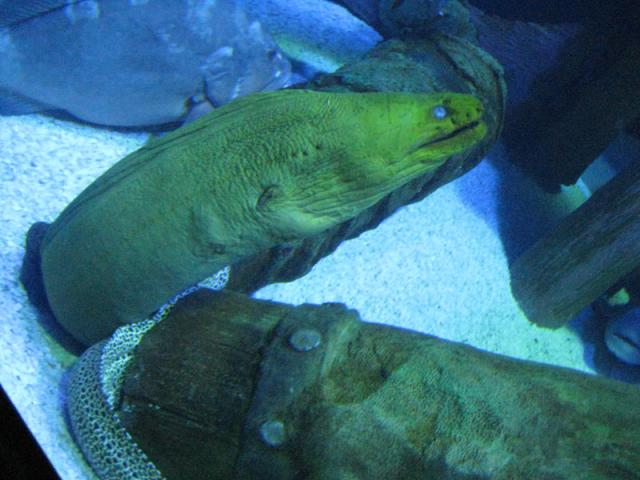 A really creepy eel