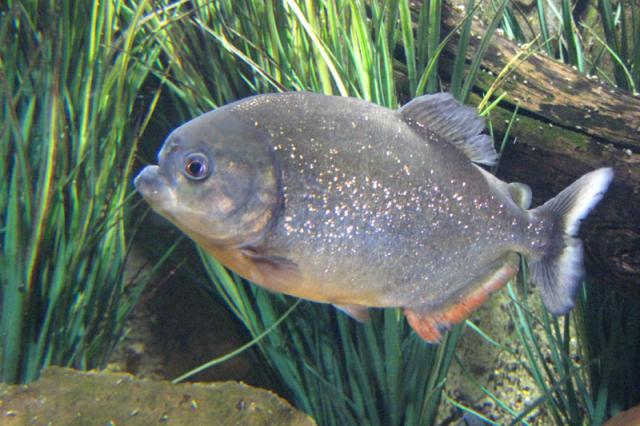 Somehow, I thought the piranhas would look meaner