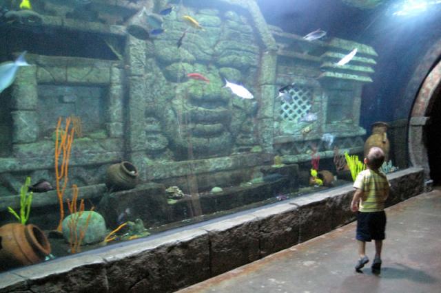 Fish, fish everywhere!