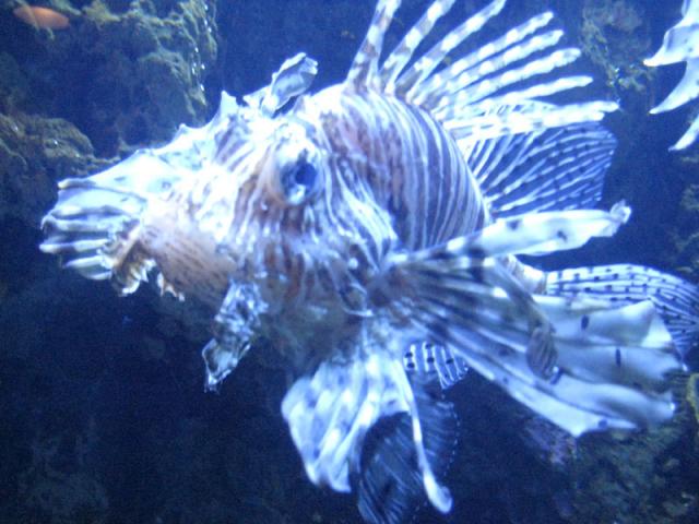 Lion fish