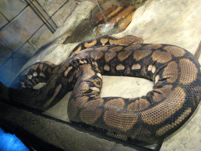 Really big snake!