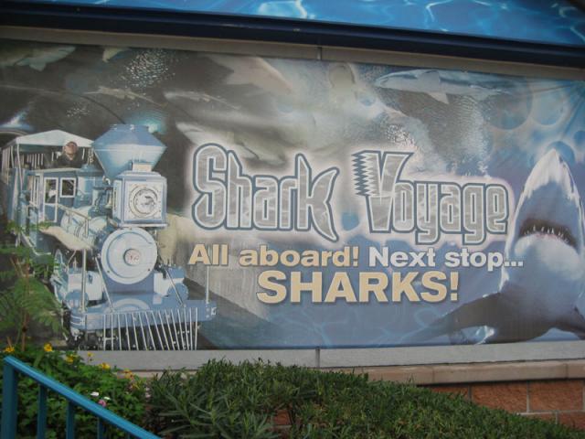 Going to ride the shark train