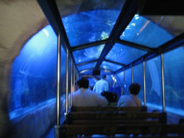 Into the shark tunnel