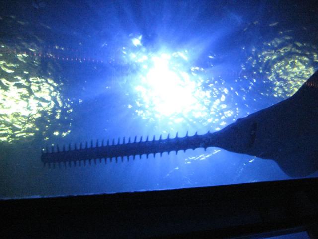 Sawfish