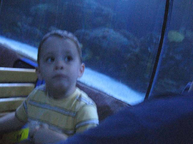 Sharks, sharks everywhere!