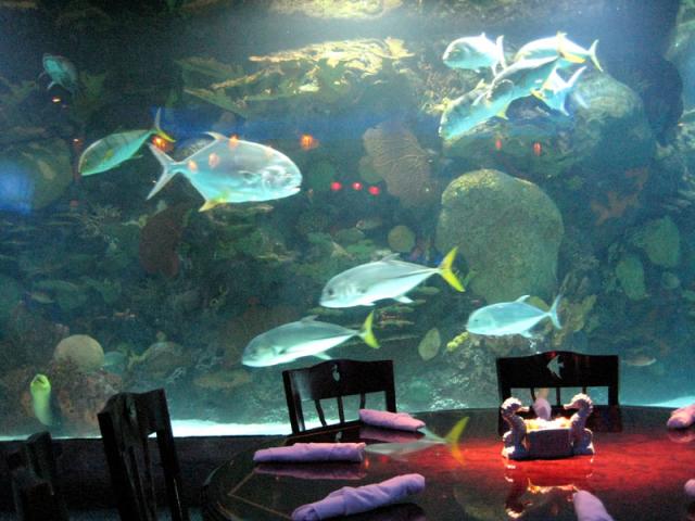 Lunch at the aquarium restaurant