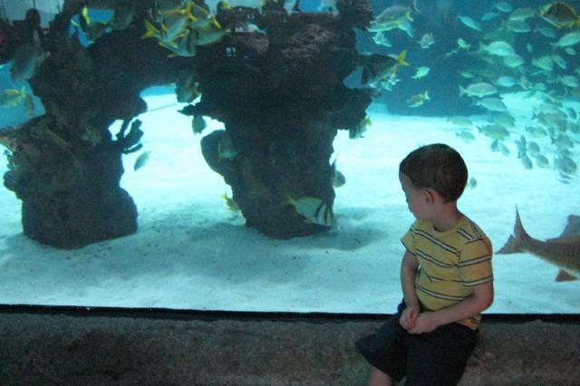 Look, fish watching us eat!