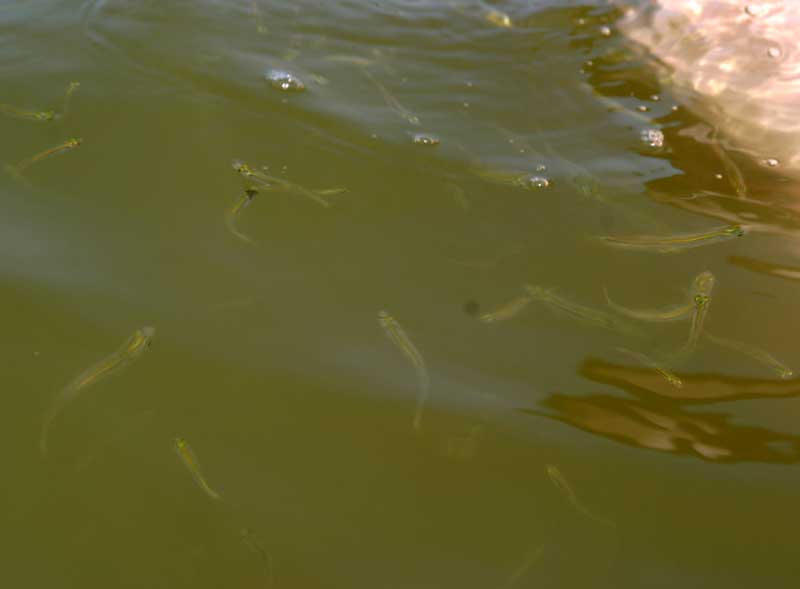 Fish! Biting Jake's back!