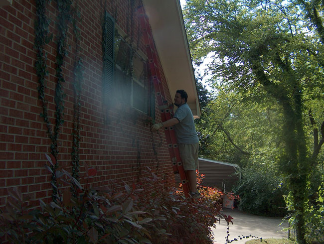 Pulling down the ivy