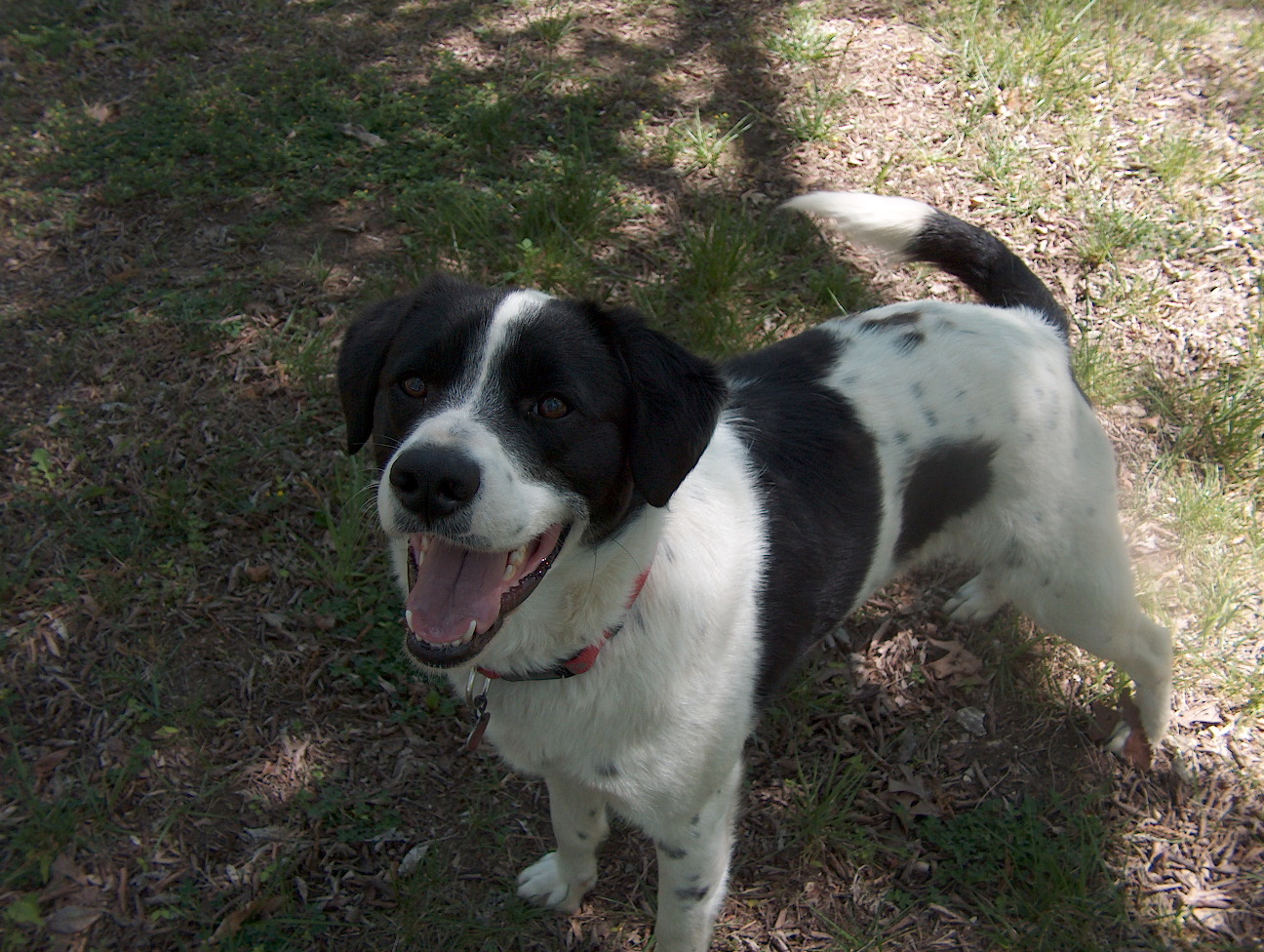 Okay, the new yard passes inspection. I'm a happy dog!