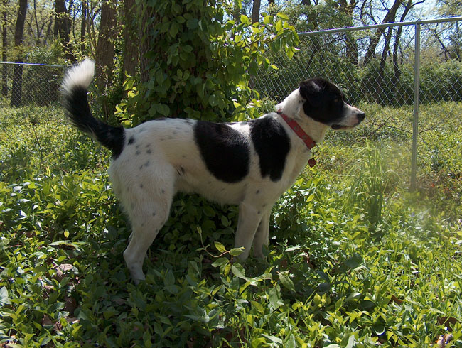 Eddie & his New Yard