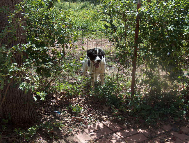 Do you think I could jump over this little fence? (Yes, probably, but he hasn't figured it out yet!)