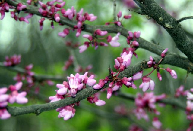 March 17, 2006 *Click each thumbnail to see picture full size!*