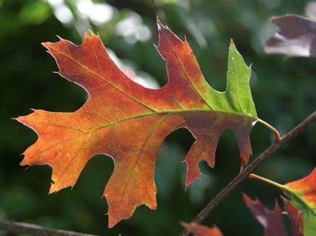 Metamorphosis ~ October 29, 2006