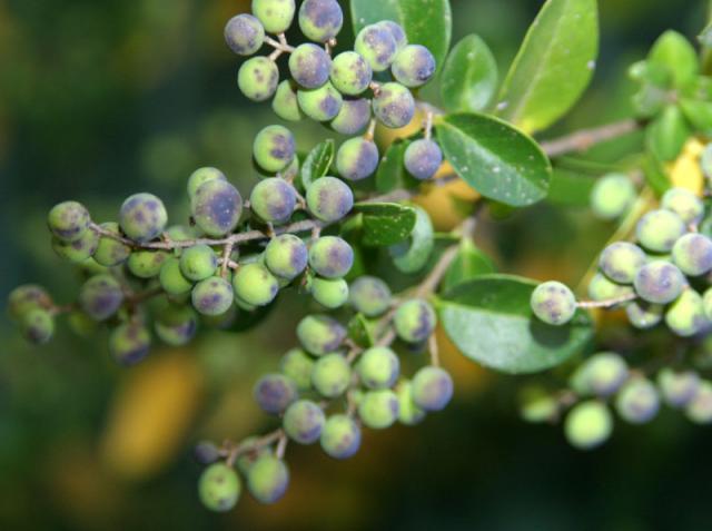 Berries ~ October 29, 2006