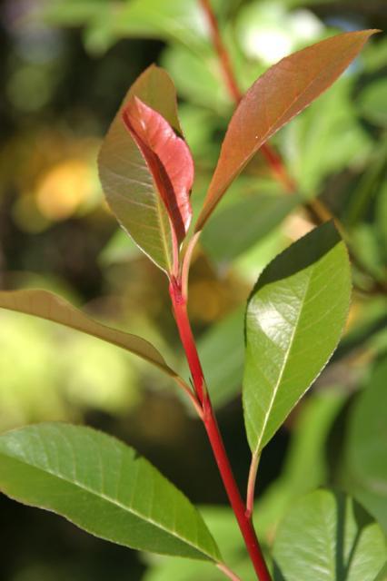 Stem ~ October 29, 2006