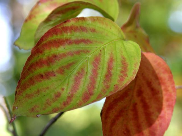 Stripes ~ October 29, 2006