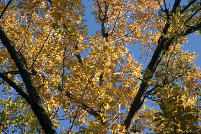 Shade ~ October 29, 2006