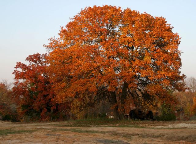 Ablaze ~ November 10, 2006