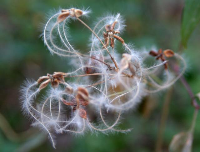 Fluff ~ December 1, 2006