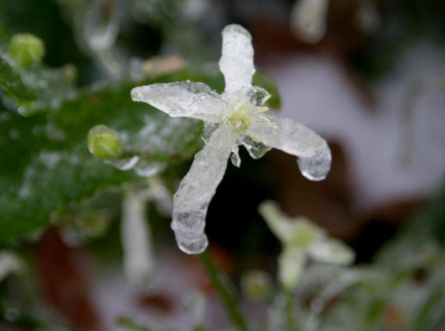 Bloom ~ November 30, 2006