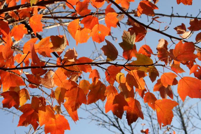 Flaming ~ November 5, 2007