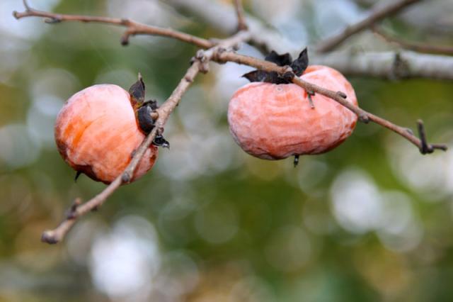Persimmons ~ November 5, 2007