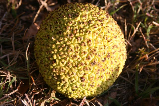 Crab apple ~ November 6, 2007