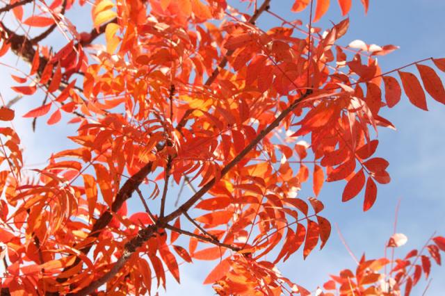 Dizzying ~ November 8, 2007