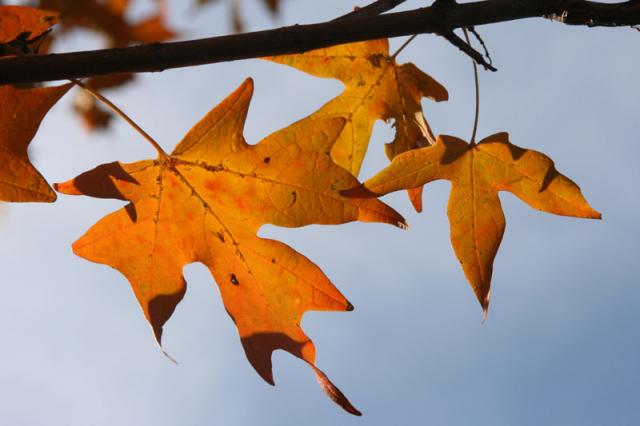 Hanging on ~ November 8, 2007