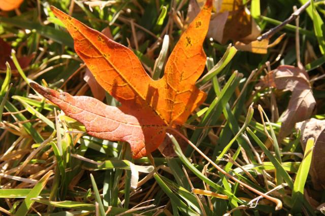 Fallen ~ November 8, 2007