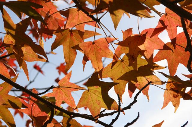 Ablaze ~ November 8, 2007