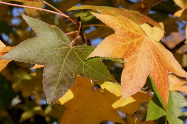 Twinkies ~ November 8, 2007