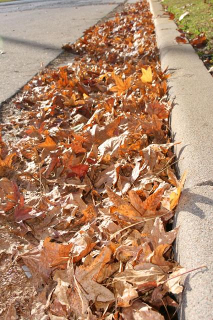 Crunchy ~ November 8, 2007