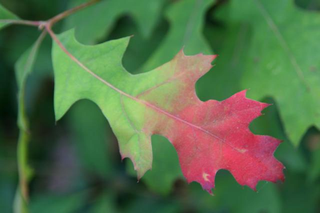 Seeping ~ November 9, 2007