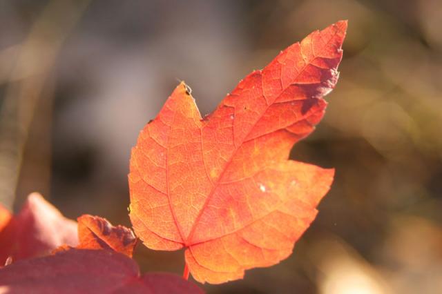 Sunlit ~ November 9, 2007