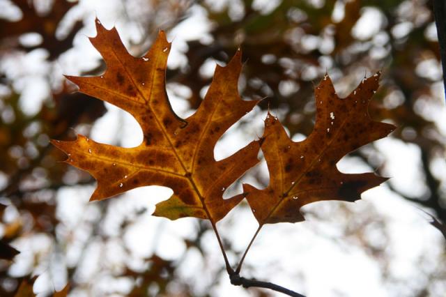 Brunettes ~ November 10, 2007