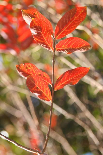 Jewels ~ November 13, 2007