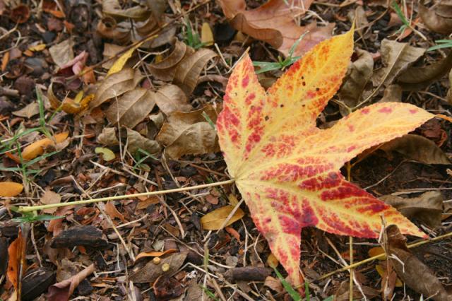 Marbled ~ November 14, 2007