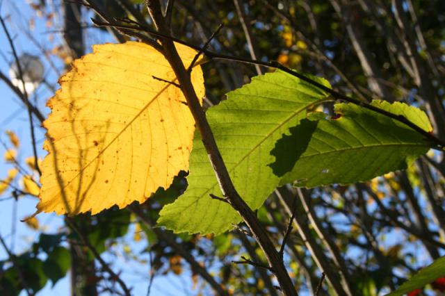 Golden ~ November 15, 2007