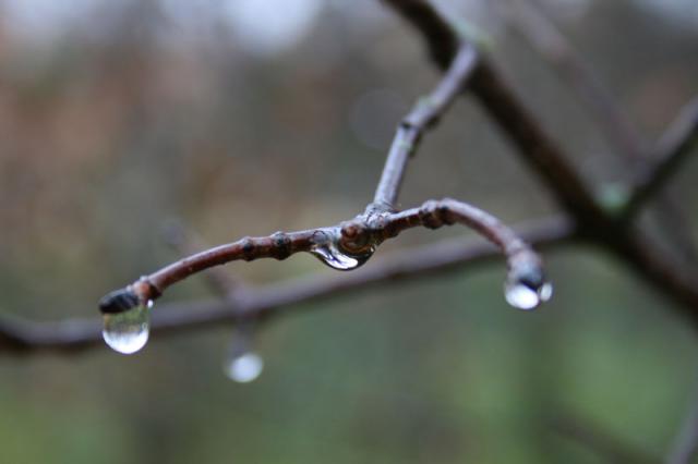 Raindrops ~ November 25, 2007