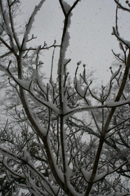 Frozen ~ December 26, 2007