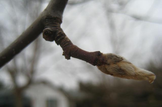 Fuzzy ~ February 11, 2008